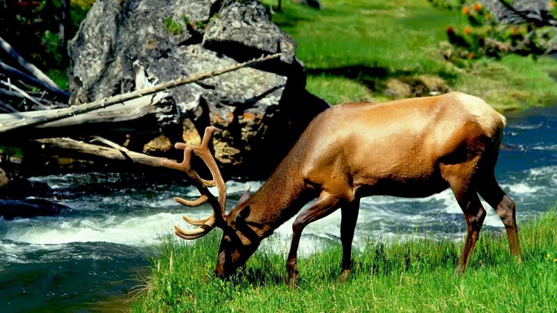 Elk grazing by a river