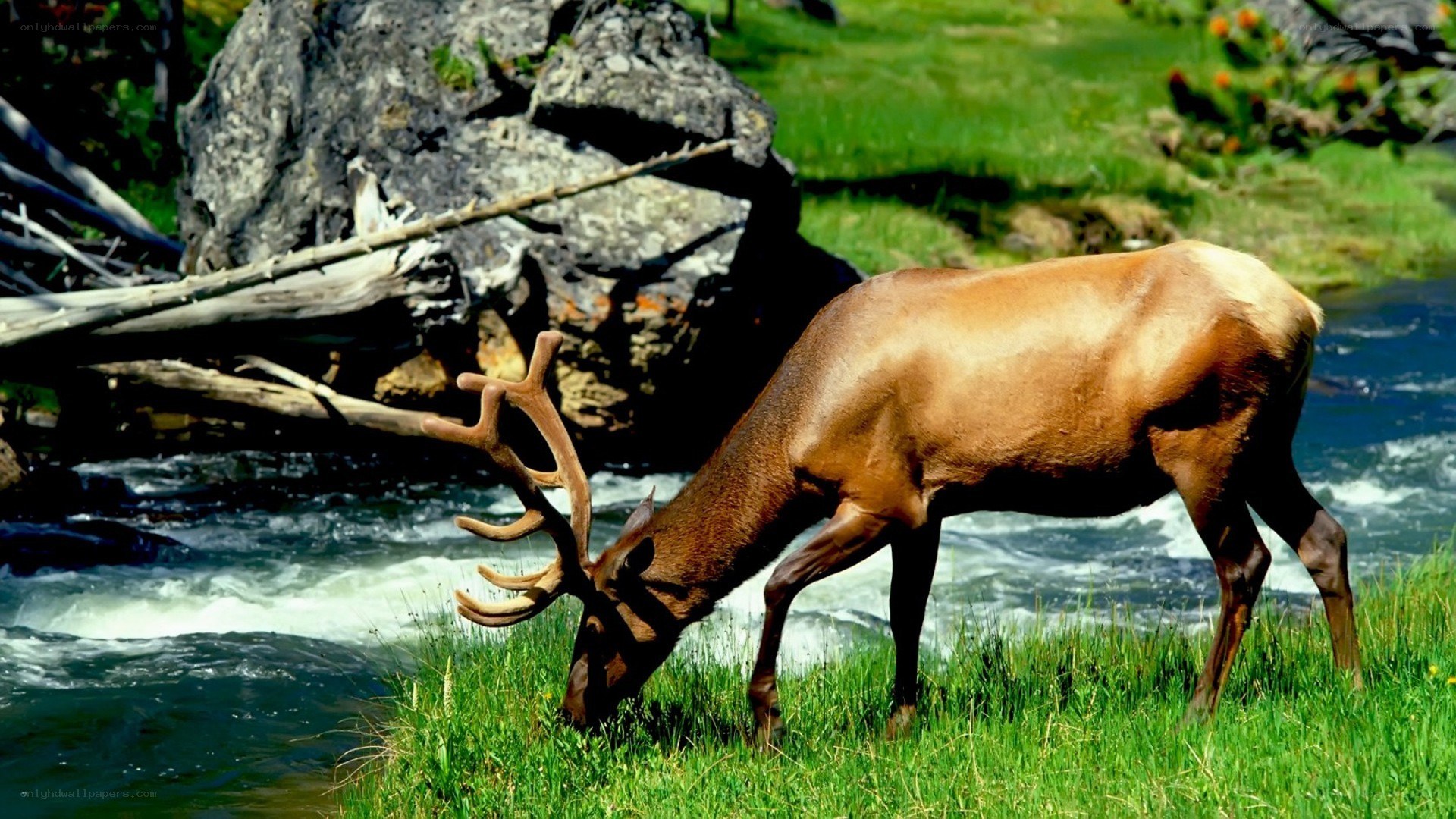 Elk grazing by a river