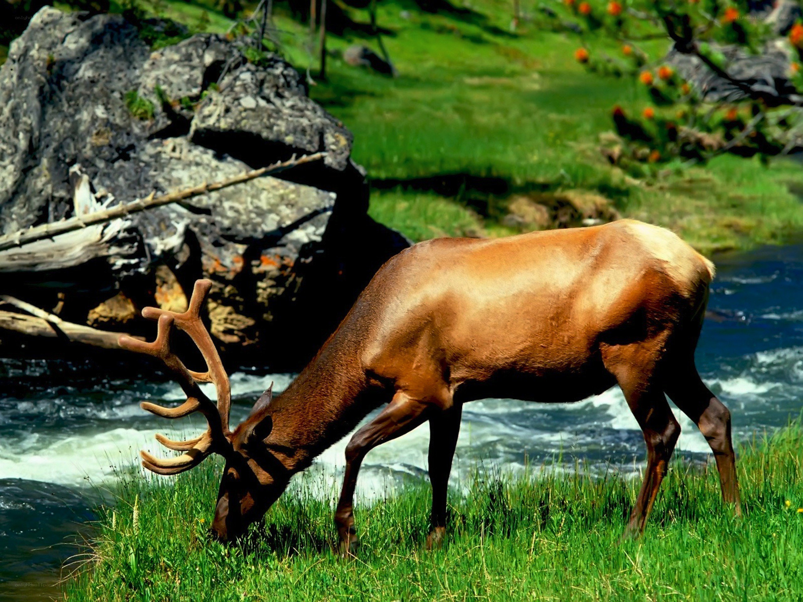 Elk grazing by a river