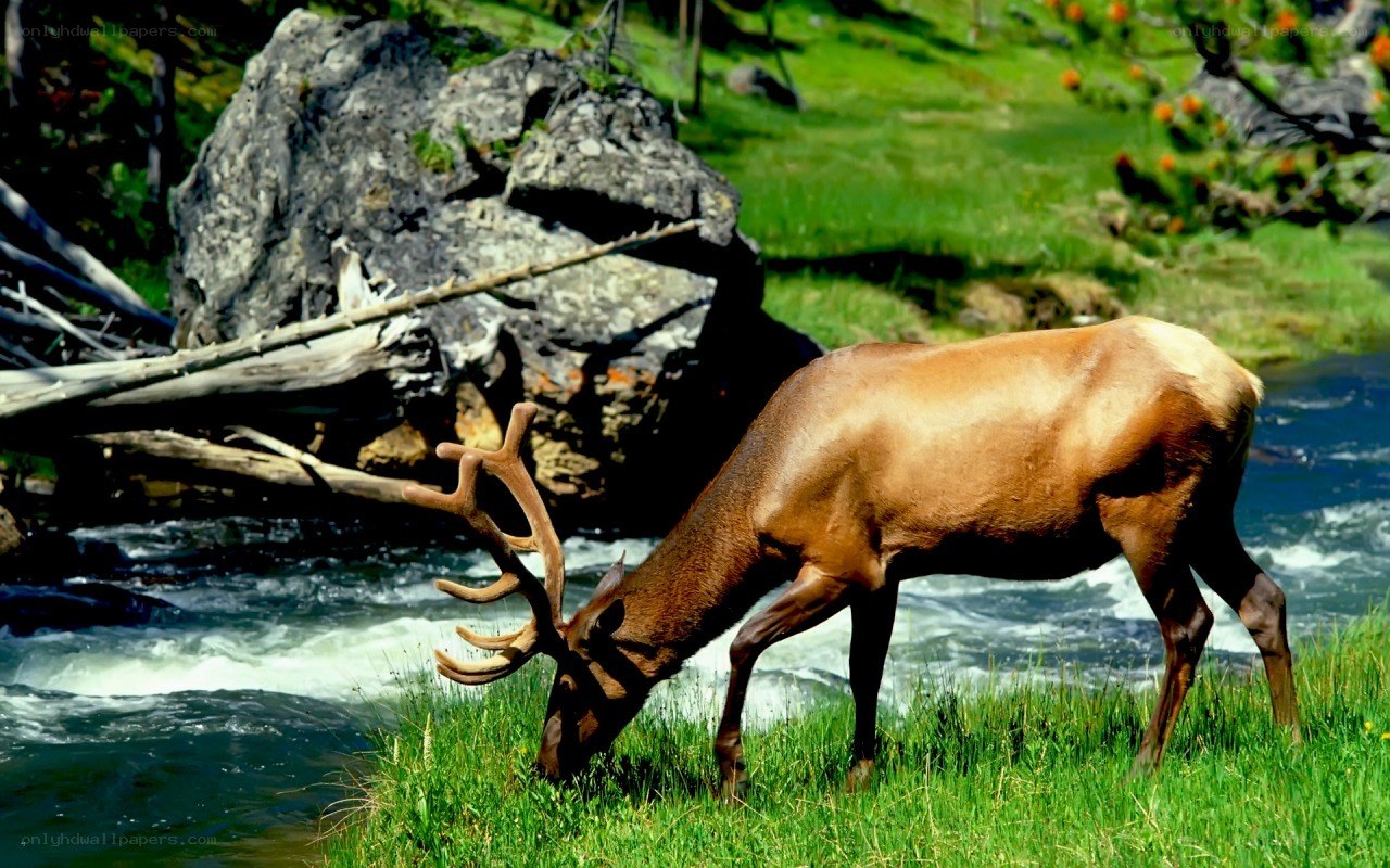 Elk grazing by a river