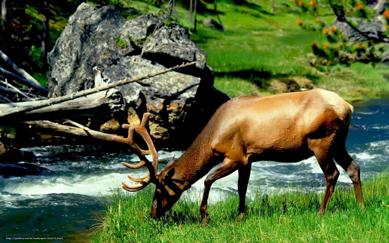 Elk grazing by a river