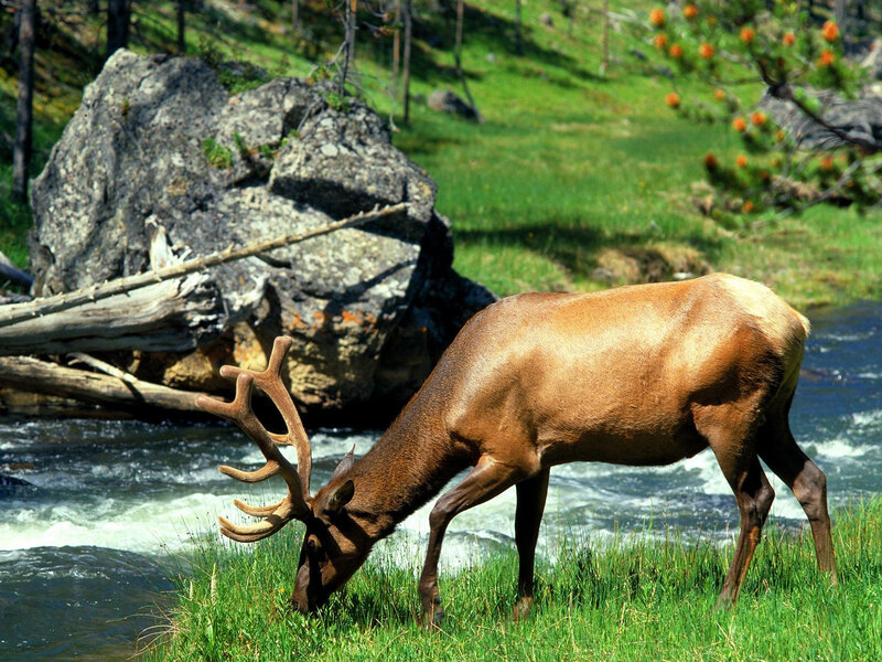Elk Grazing by River — Green