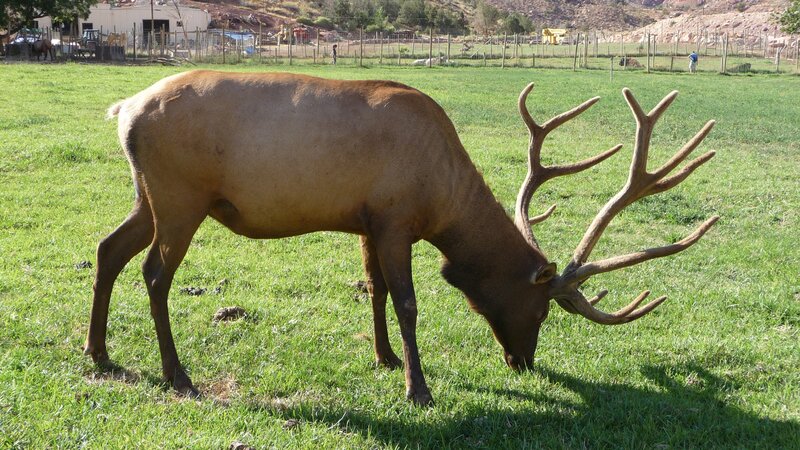 elk grazing in a field