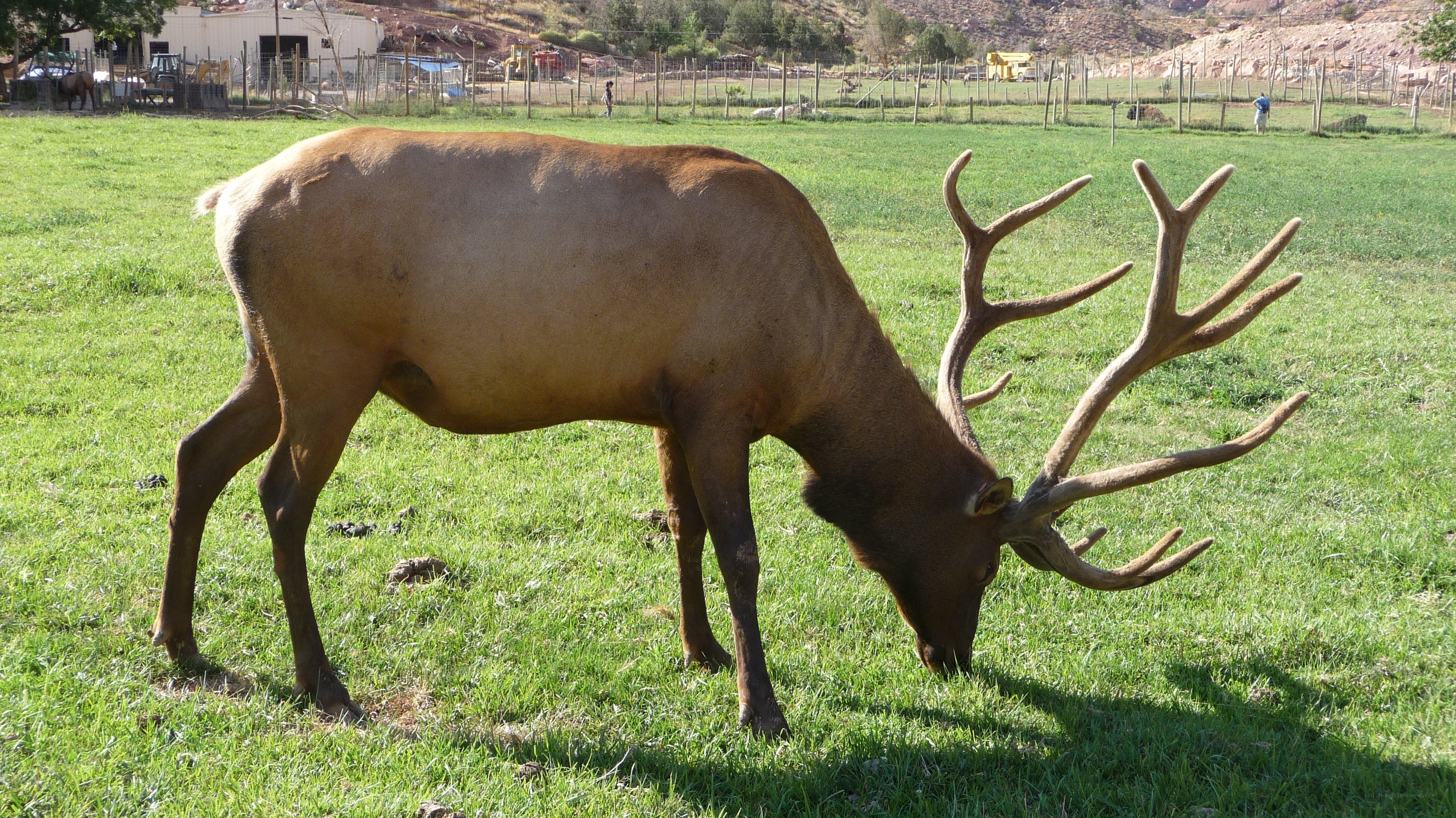 elk grazing in a field