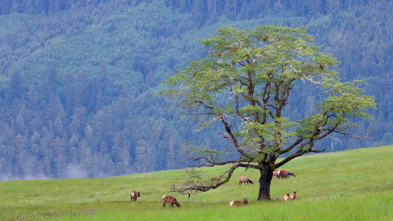 Elk grazing in a green meadow