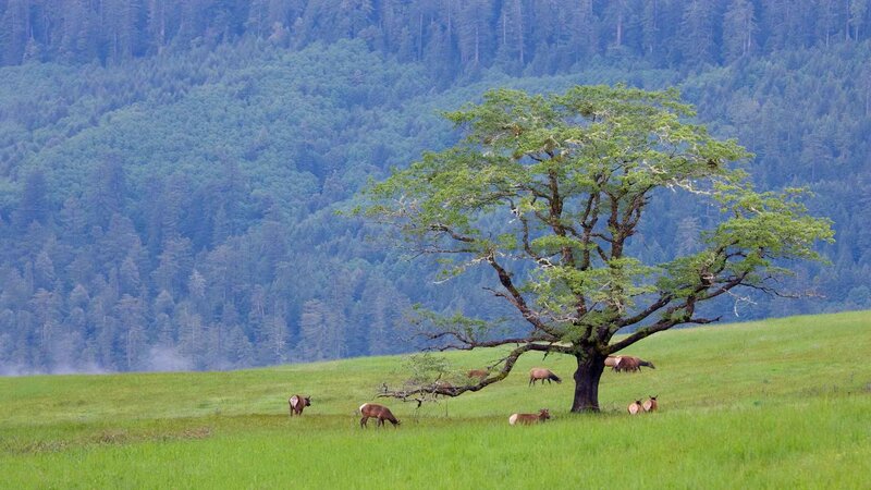 Elk grazing in a meadow