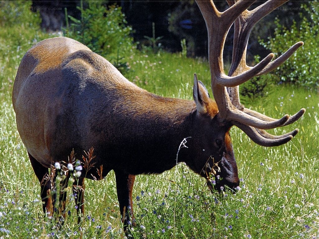 Elk grazing in a meadow