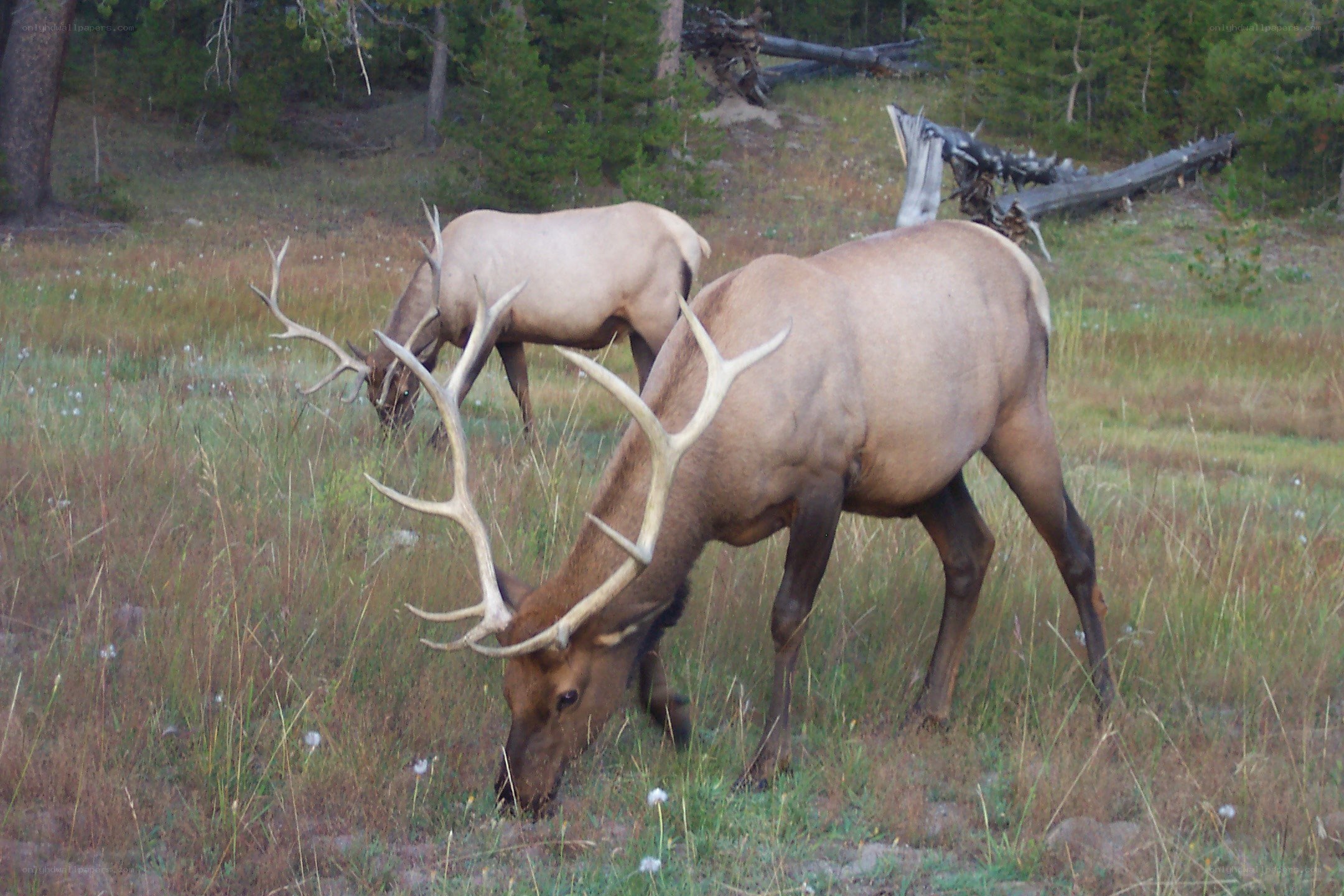 Elk grazing in a meadow