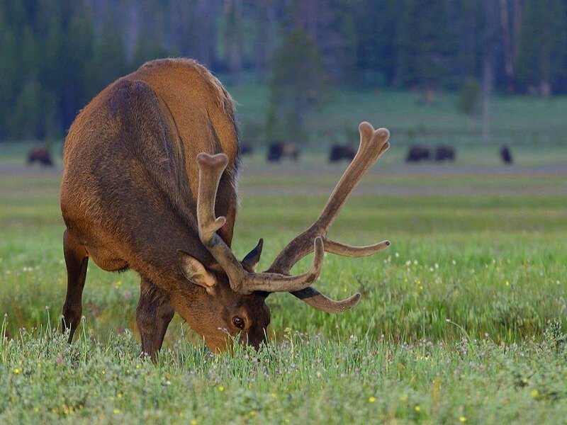 Elk grazing in a meadow