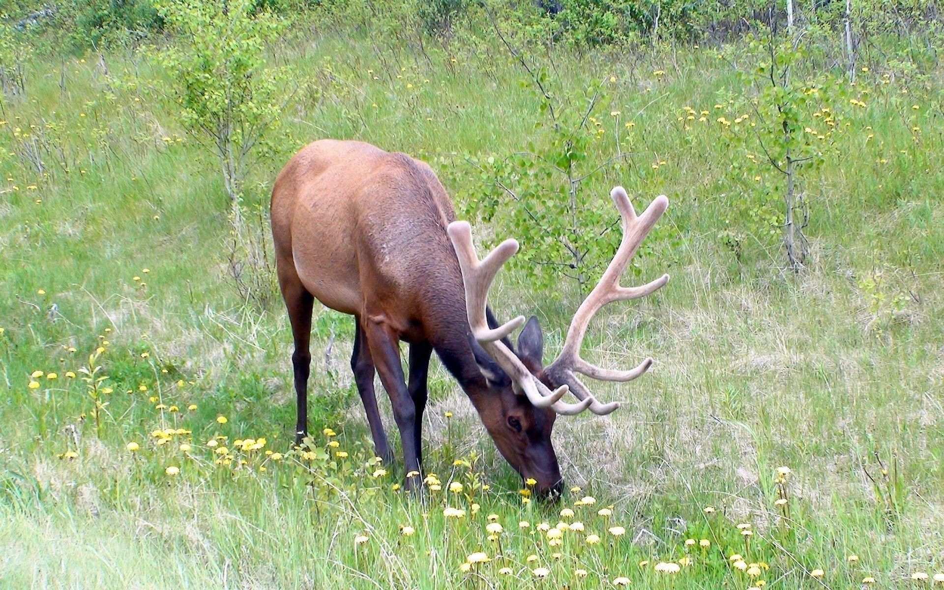 Elk grazing in a meadow