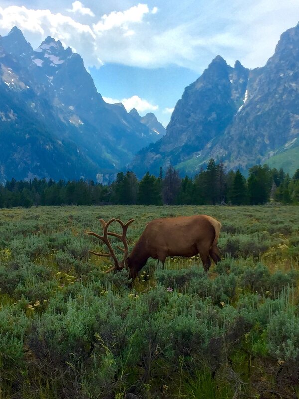 Elk Grazing in Field — Green, Serene