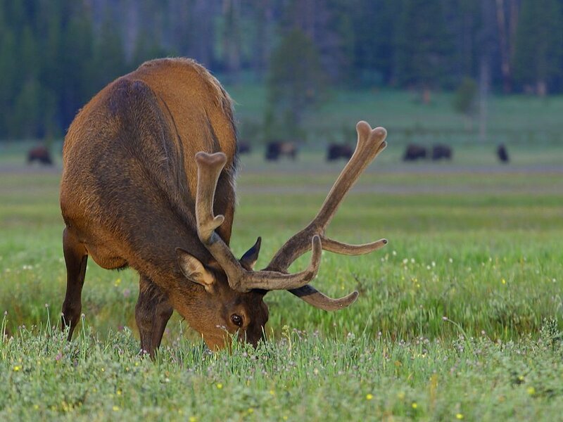 Elk Grazing in Field — Green