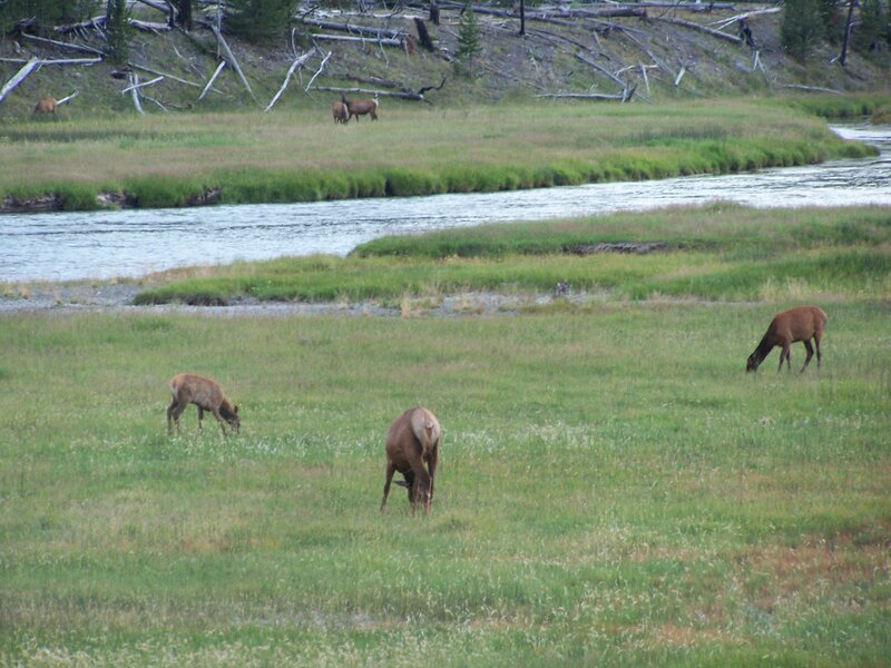 Elk Grazing in Field