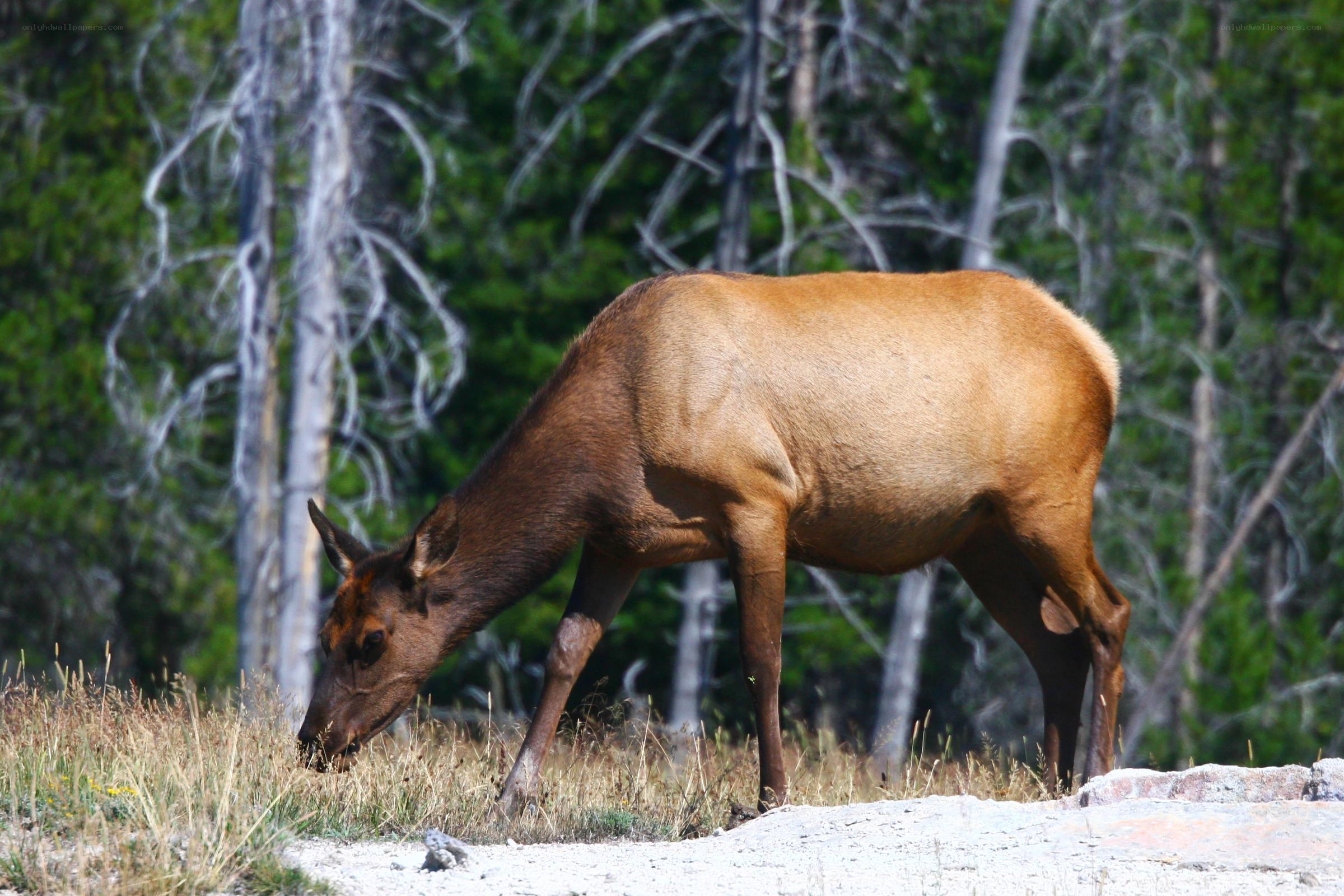 Elk grazing in forest