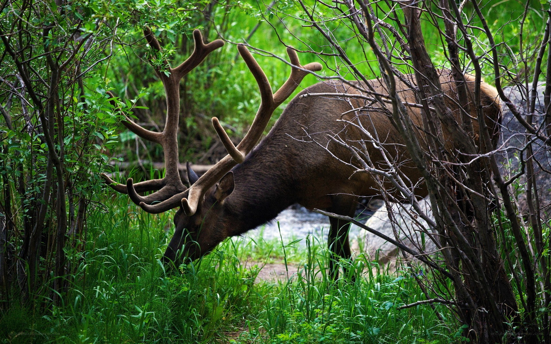 Elk grazing in forest