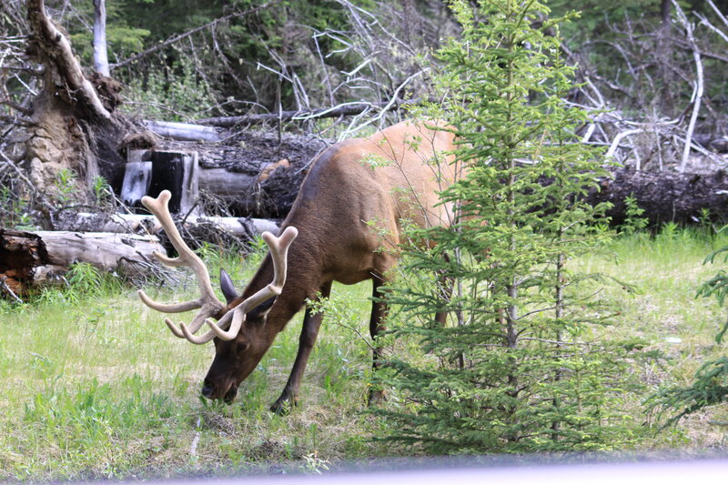 Elk Grazing in Forest — Green