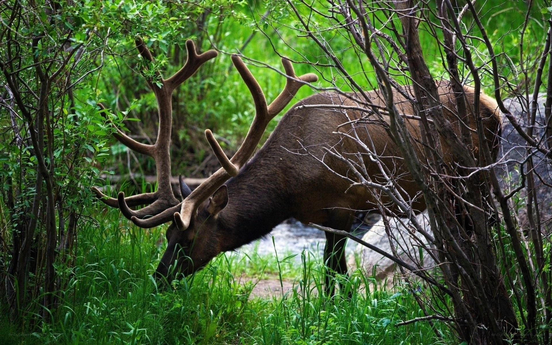 Elk grazing in forest