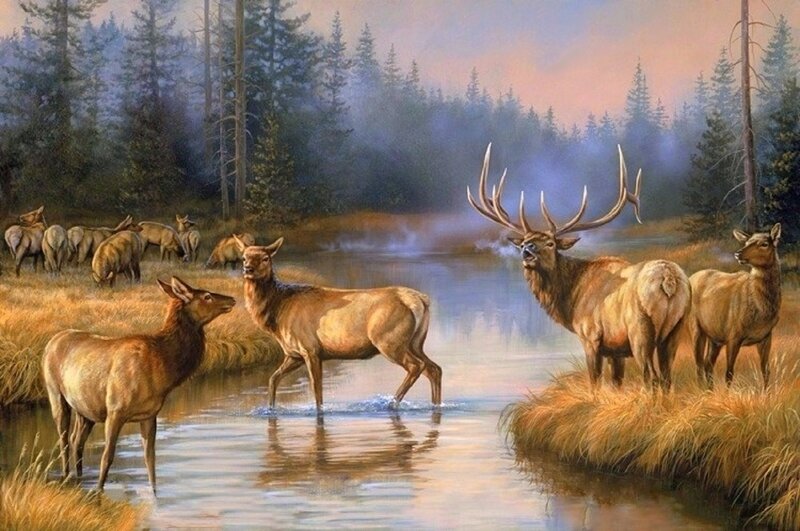Elk Herd at River