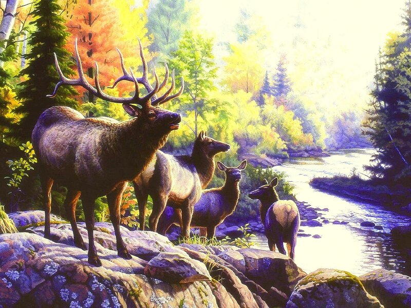 Elk Herd by River — Green