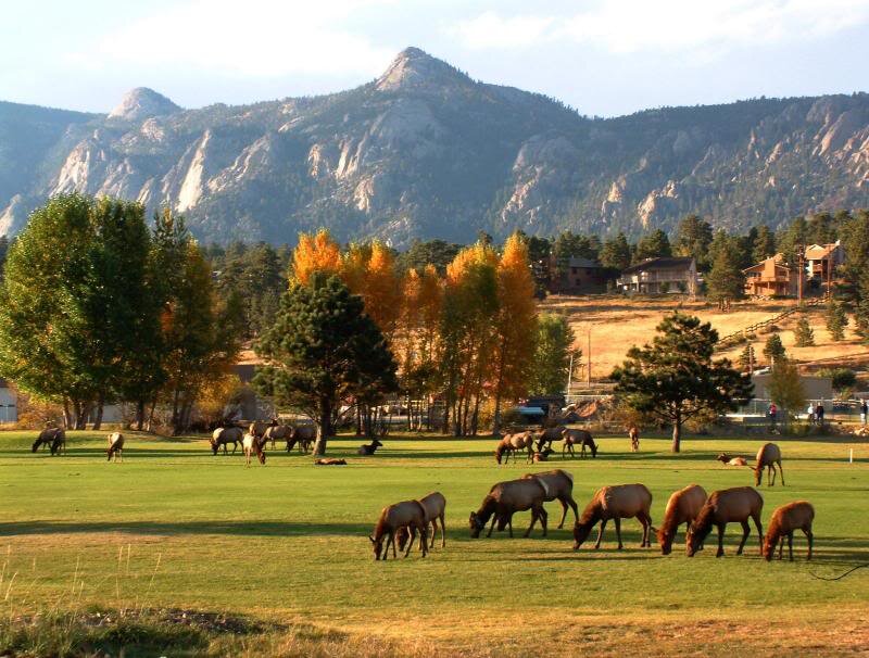 Elk Herd Grazing