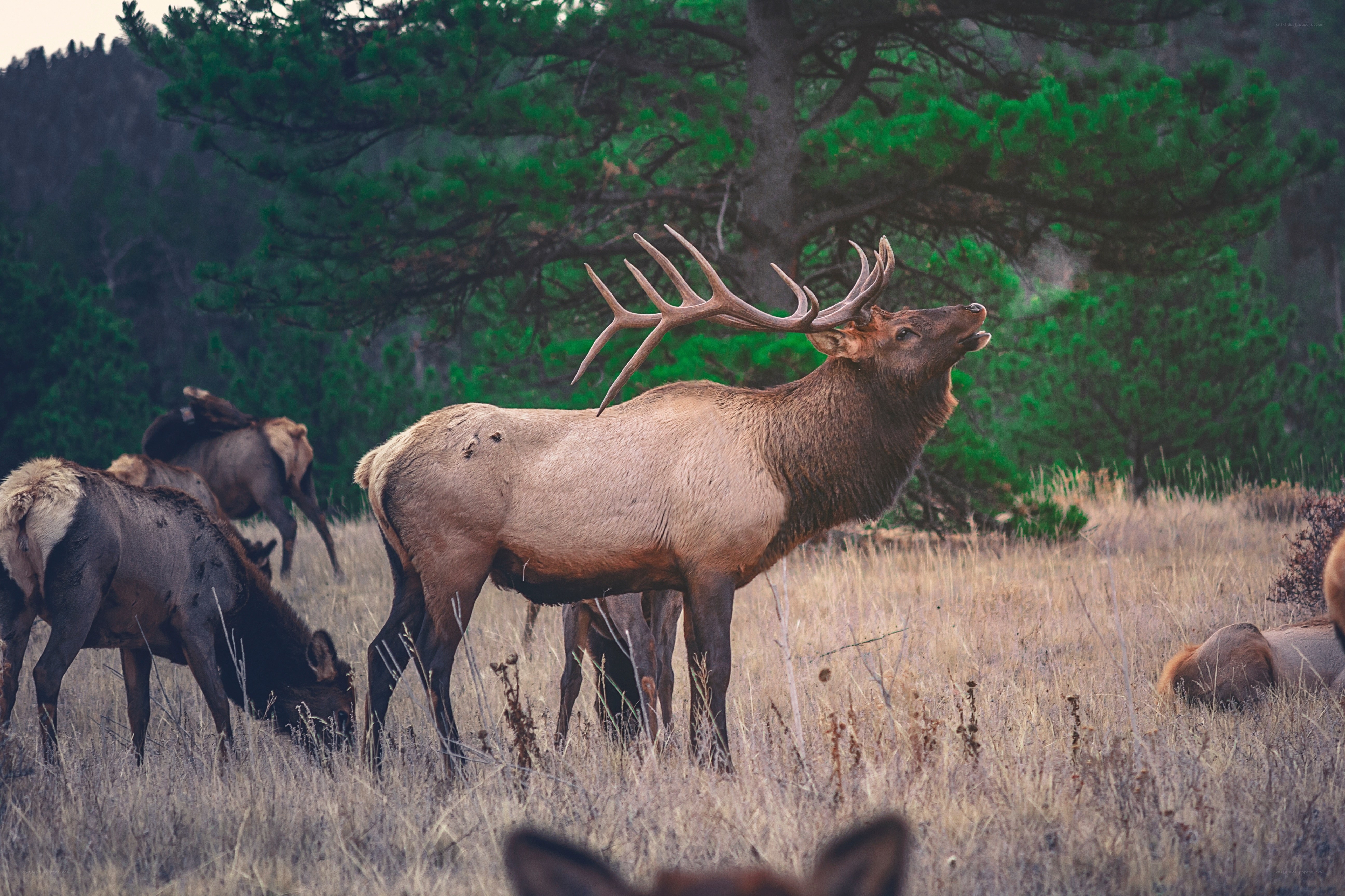 Elk herd in a forest clearing