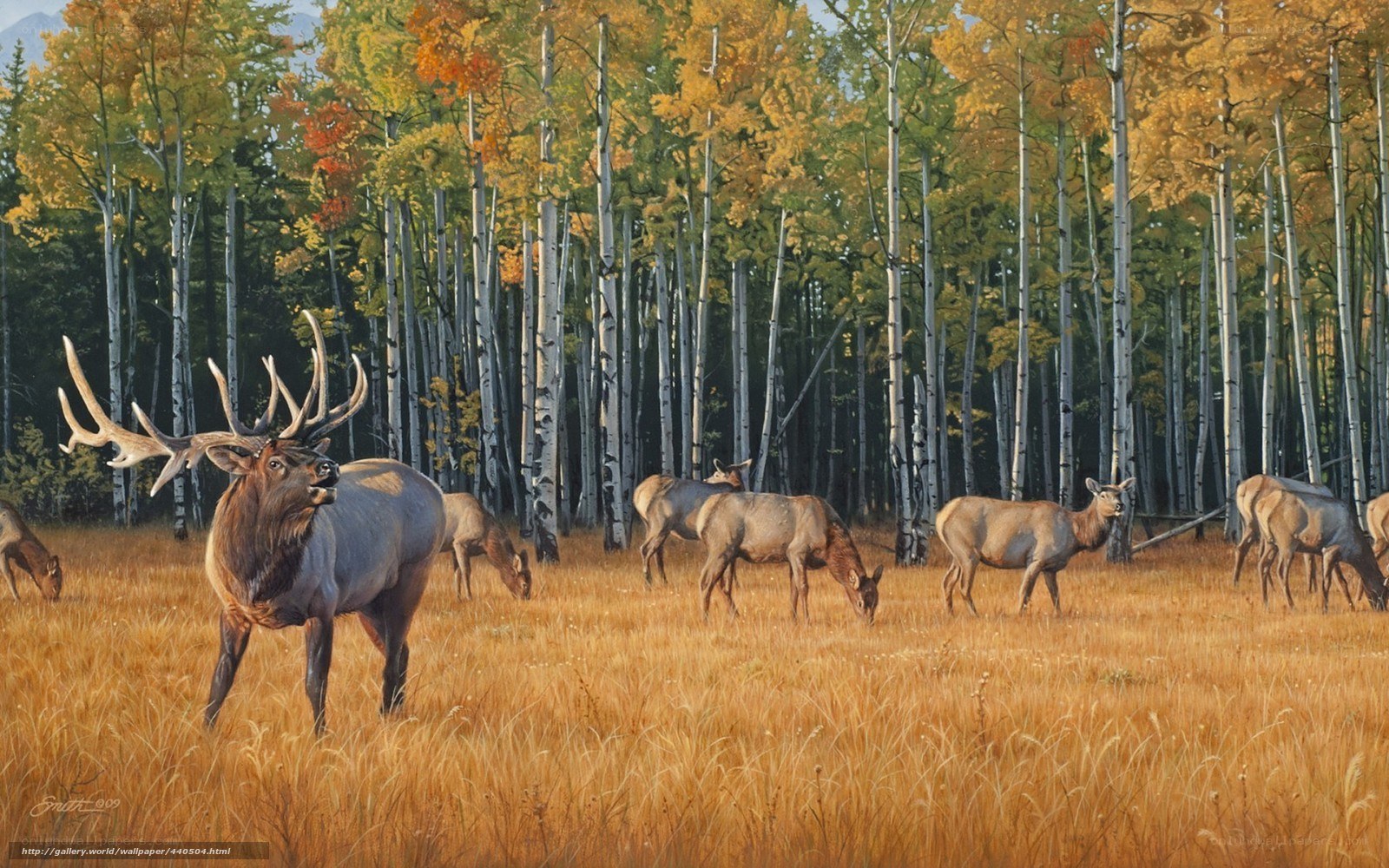 Elk herd in autumn forest
