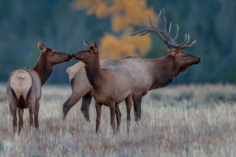 Elk Herd in Field — Brown, Serene, Autumn