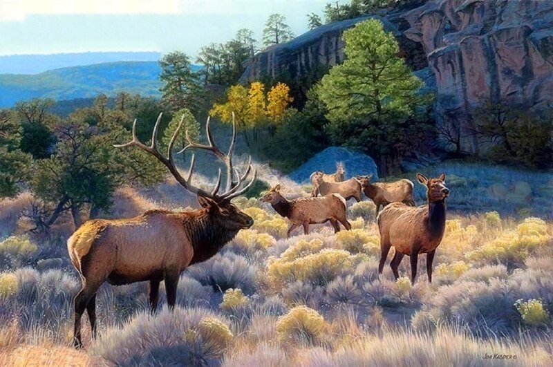 Elk Herd in Field — Brown, Serene