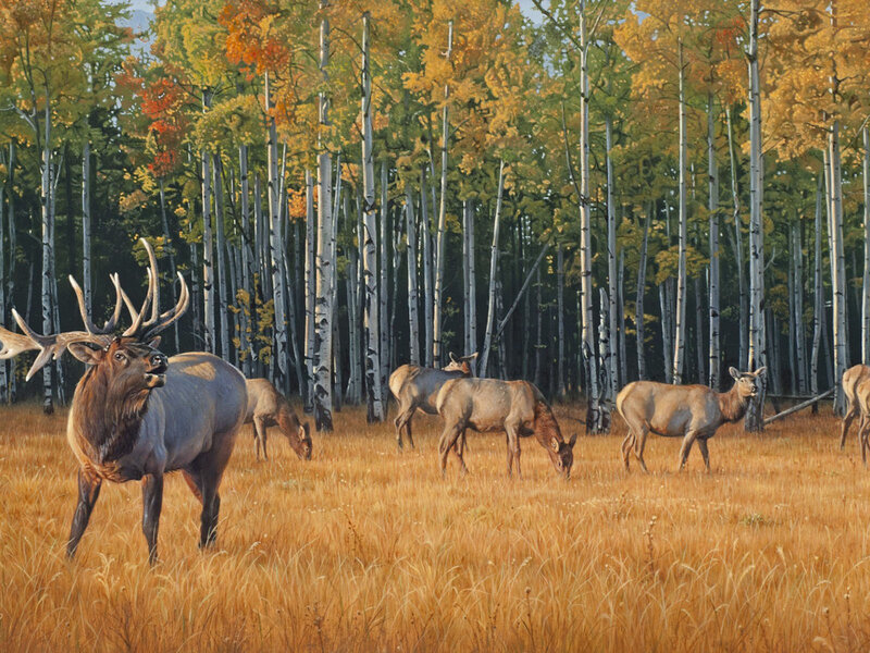 Elk Herd in Field — Brown