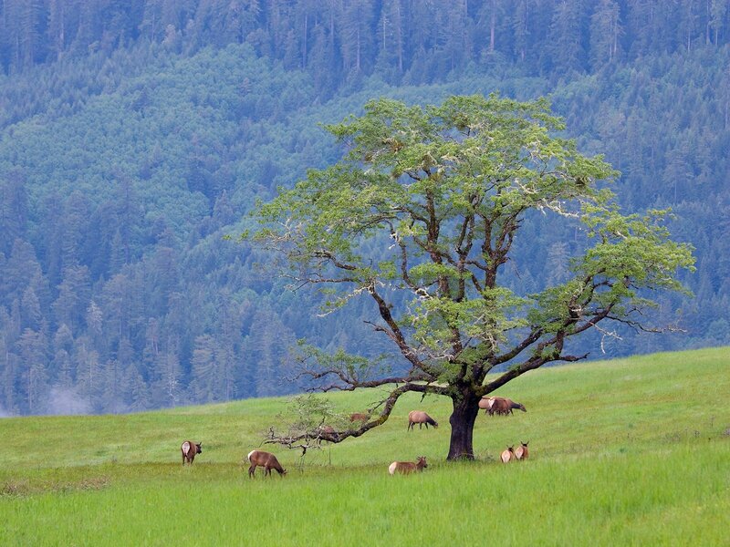 Elk Herd in Field — Green, Serene, Morning, Photograph