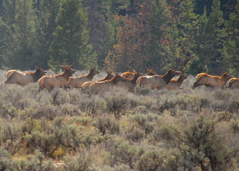 Elk Herd in Field — Green