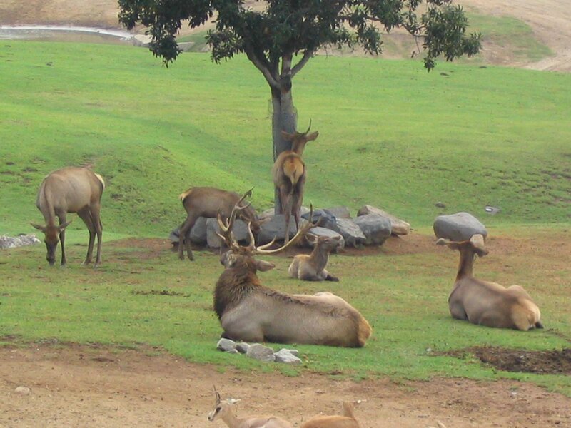 Elk Herd in Field