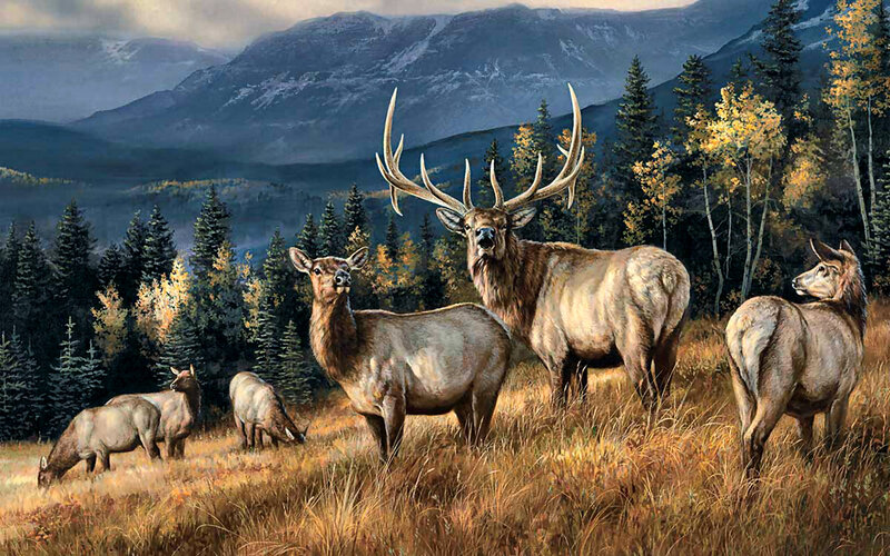 Elk Herd in Meadow — Brown, Serene