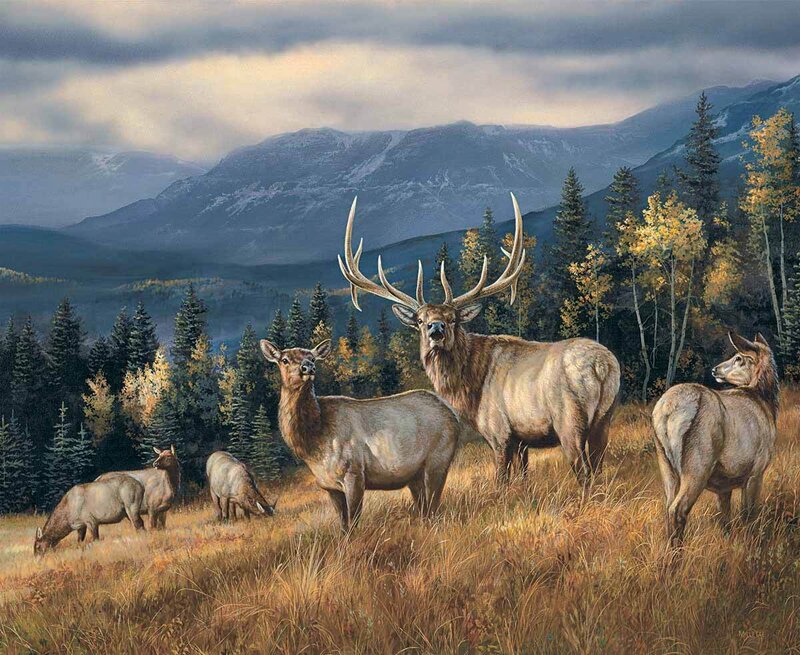 Elk Herd in Meadow — Brown