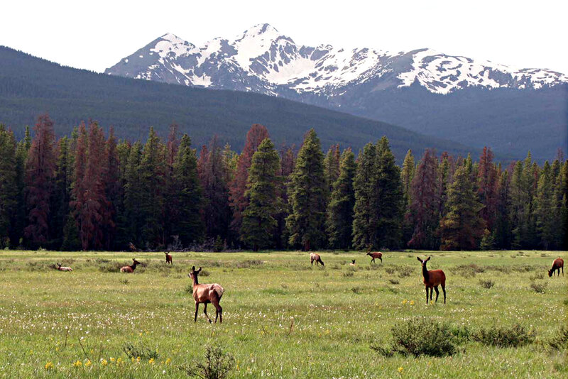 Elk Herd in Meadow