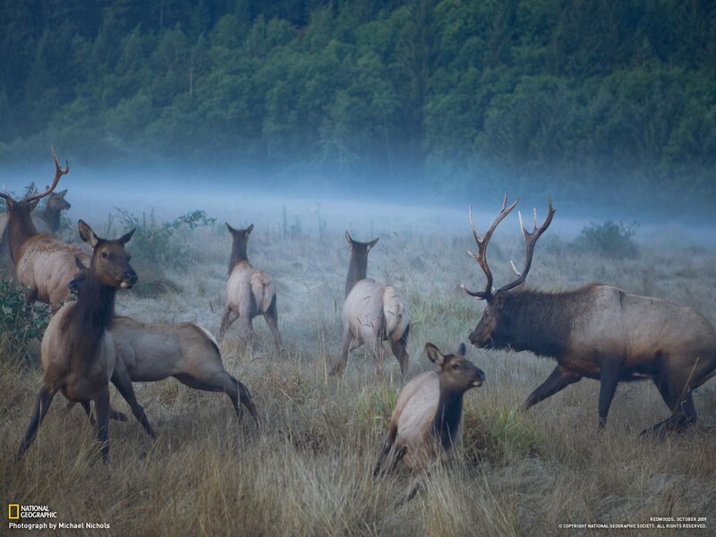 Elk herd in misty field