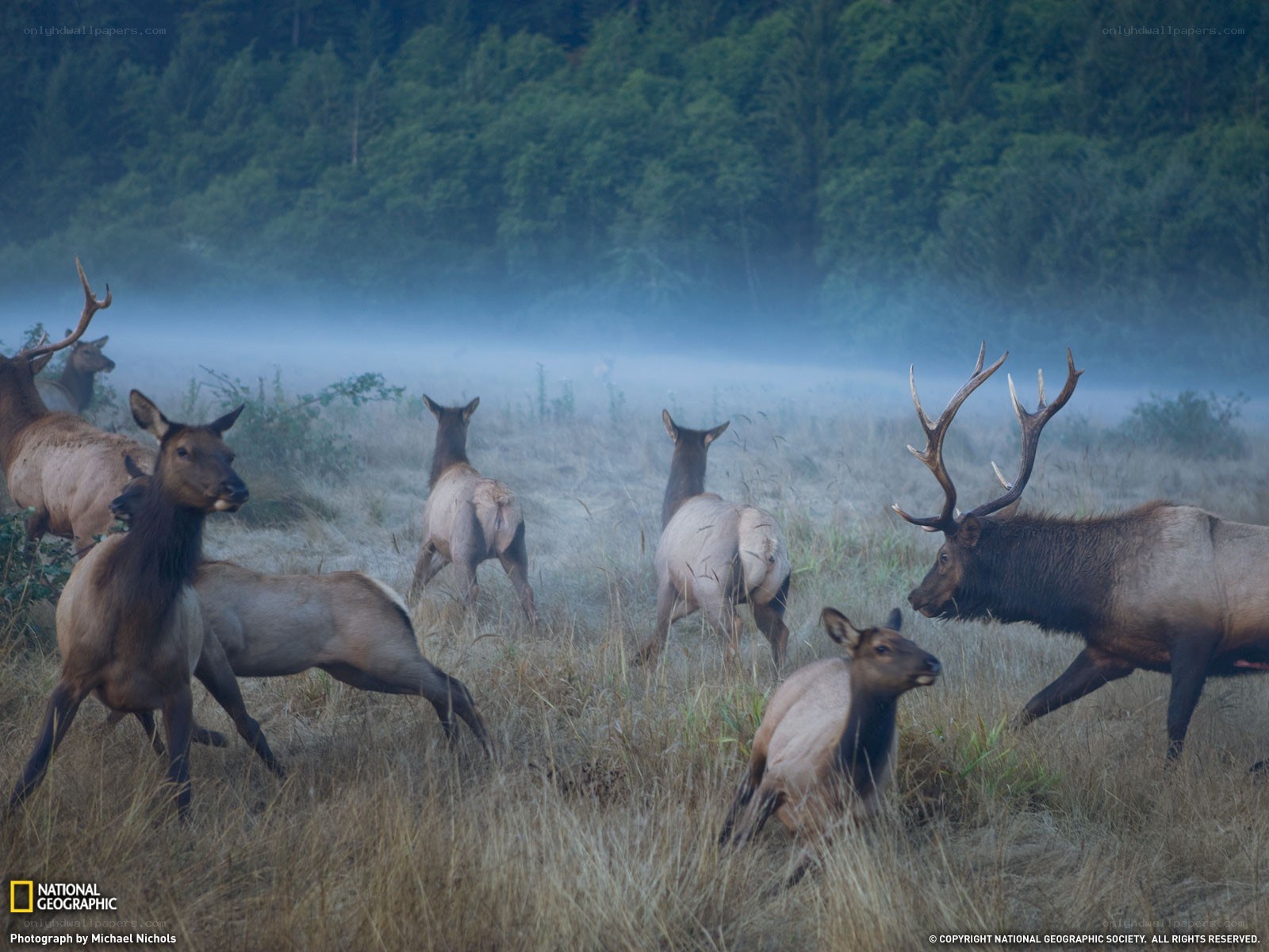 Elk herd in misty field