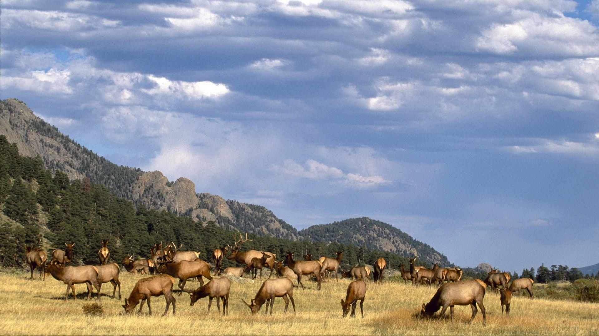Elk herd in mountain meadow