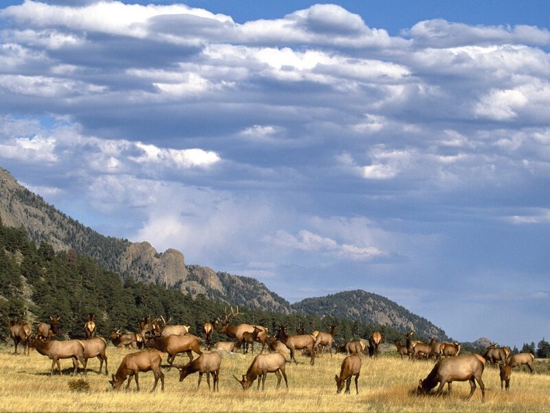 Elk herd in mountain valley