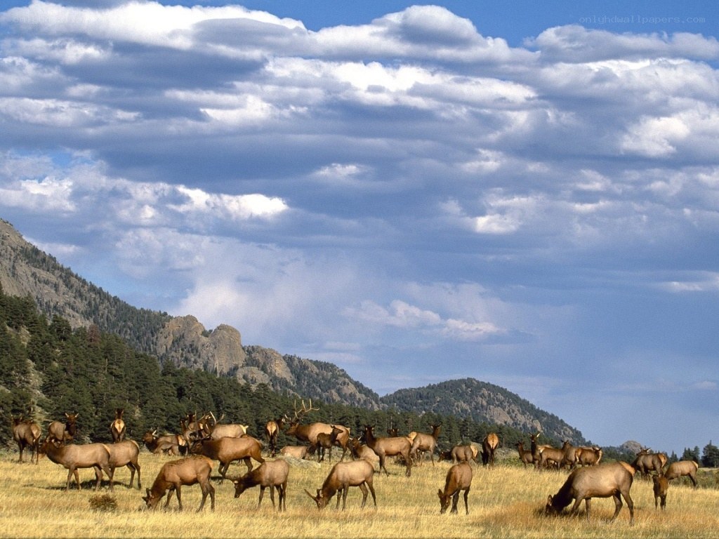 Elk herd in mountain valley