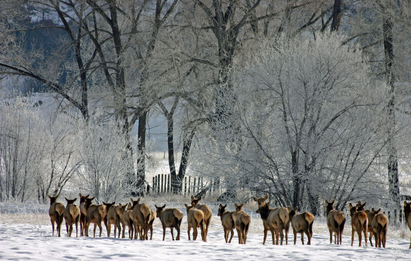 Elk Herd in Snow — White, Serene