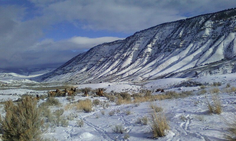 Elk Herd in Snow — White