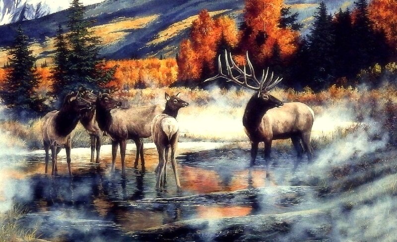 Elk Herd in Stream