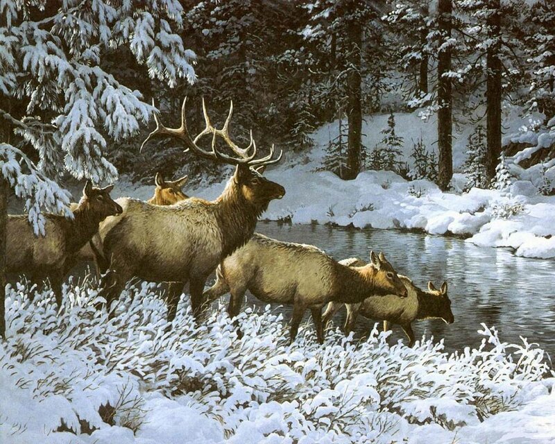 Elk Herd in Winter