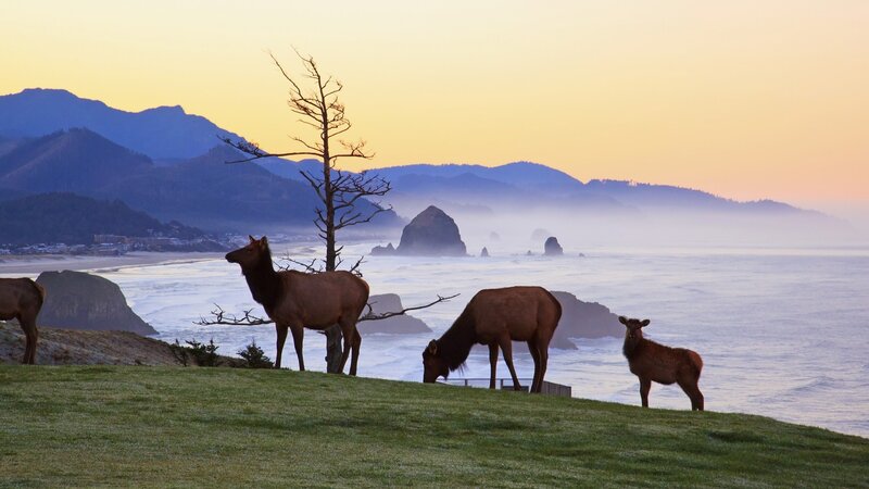 Elk Herd on Cliff — Green