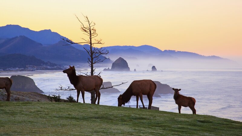 Elk Herd on Cliff