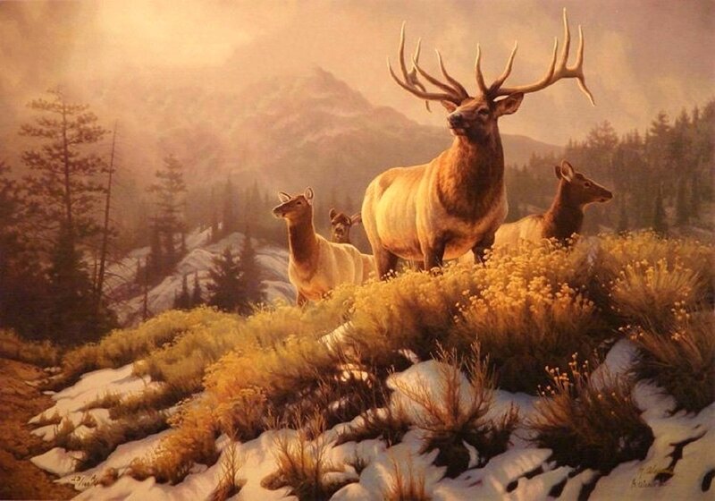 Elk Herd on Hillside — Brown