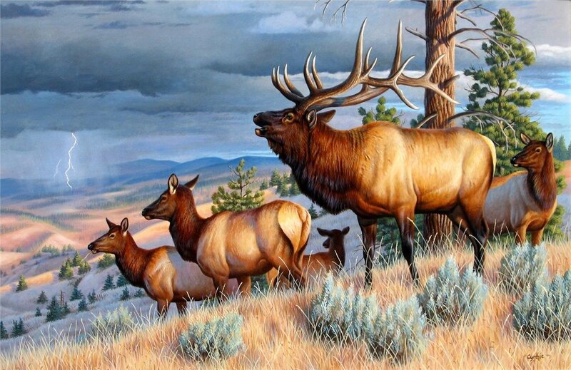 Elk Herd on Hillside