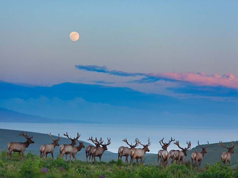 Elk herd under full moon