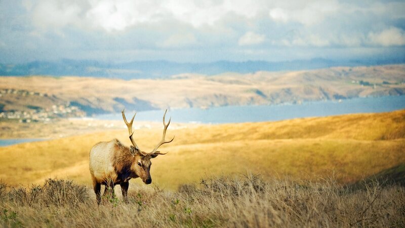 Elk in a Field — Brown
